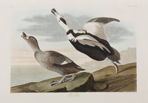 Illustrazione da 