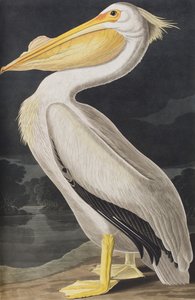 Illustrazione da 