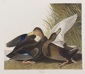 Illustrazione da 
