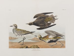 Illustrazione da 