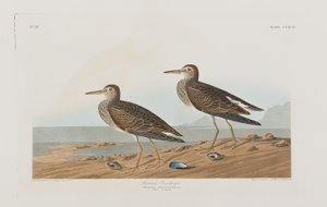 Illustrazione da 