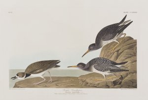 Illustrazione da 