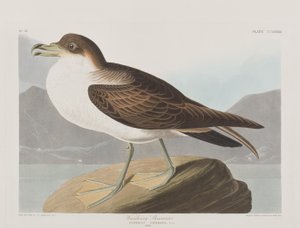 Illustrazione da 