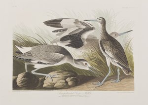 Illustrazione da 