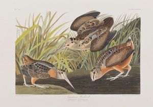 Illustrazione da 