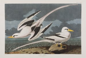 Illustrazione da 