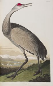 Illustrazione da 
