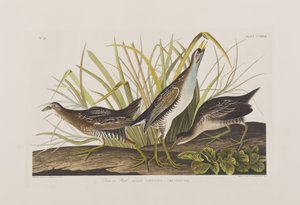 Illustrazione da 
