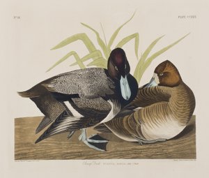 Illustrazione da 