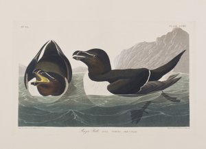 Illustrazione da 