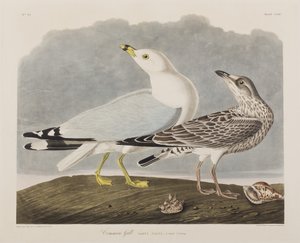 Illustrazione da 