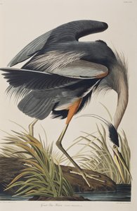 Illustrazione da 