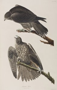 Illustrazione da 