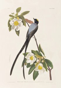 Illustrazione da 