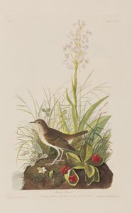 Illustrazione da 