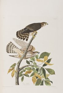 Illustrazione da 