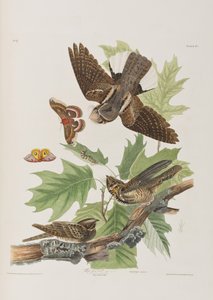 Illustrazione da 