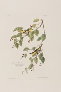 Illustrazione da 