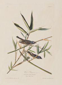 Illustrazione da 