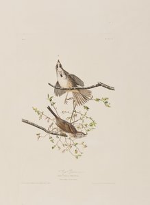 Illustrazione da 