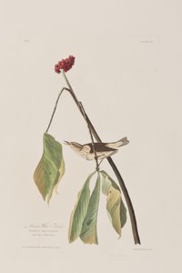 Illustrazione da 