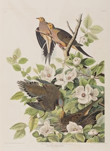 Illustrazione da 