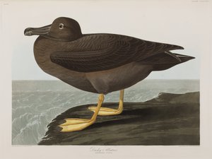 Illustrazione da 