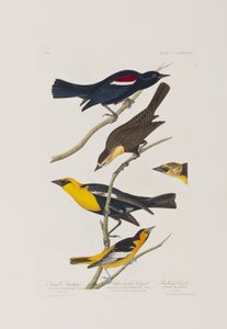 Illustrazione da 