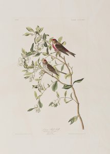 Illustrazione da 