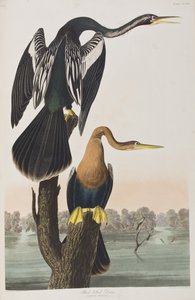 Illustrazione da 