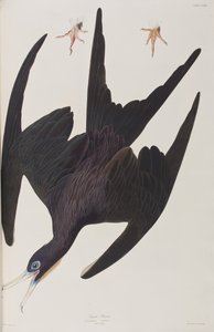 Illustrazione da 