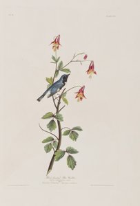Illustrazione da 