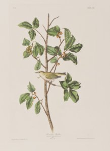 Illustrazione da 