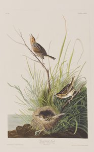 Illustrazione da 