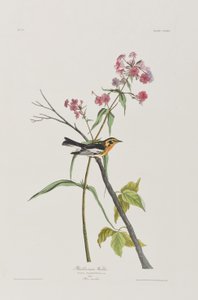 Illustrazione da 