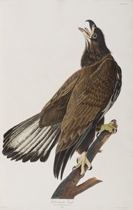 Illustrazione da 