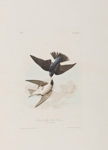 Illustrazione da 
