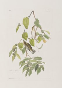 Illustrazione da 