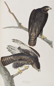 Illustrazione da 