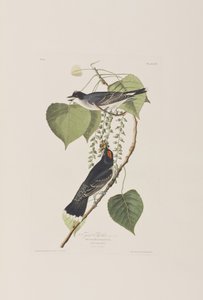 Illustrazione da 