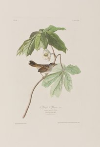 Illustrazione da 
