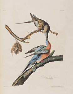 Illustrazione da 