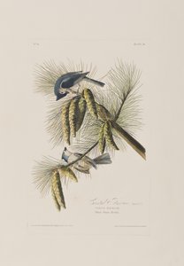 Illustrazione da 