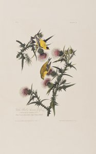 Illustrazione da 