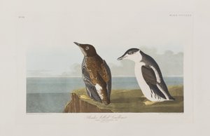 Illustrazione da 