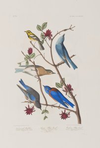 Illustrazione da 