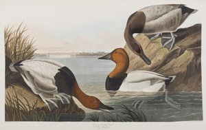 Illustrazione da 