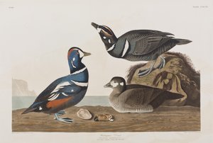Illustrazione da 