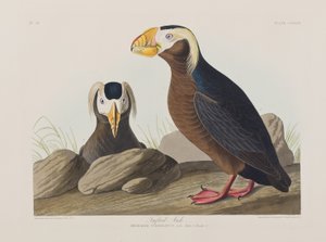 Illustrazione da 