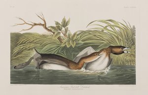 Illustrazione da 